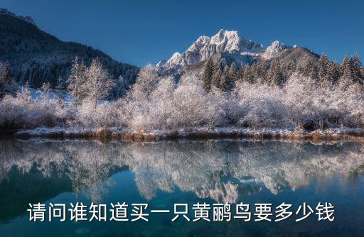 請(qǐng)問誰知道買一只黃鸝鳥要多少錢