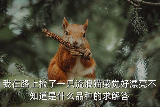 我在路上撿了一只流浪貓感覺好漂亮不知道是什么品種的求解答