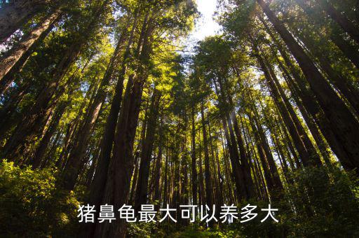 豬鼻龜養(yǎng)多少，豬鼻龜至少要長(zhǎng)多大缸至少要多大和小蝦一起養(yǎng)行嗎