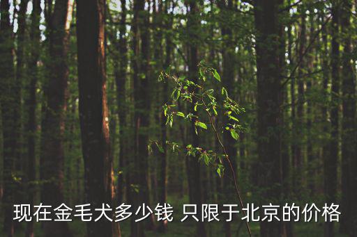 現在金毛犬多少錢 只限于北京的價格