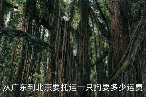 從廣東到北京要托運一只狗要多少運費