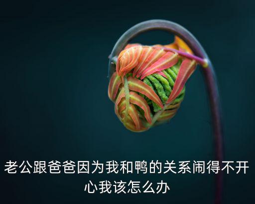 深圳哪里能買到雞籠網(wǎng)，老公跟爸爸因?yàn)槲液网喌年P(guān)系鬧得不開心我該怎么辦