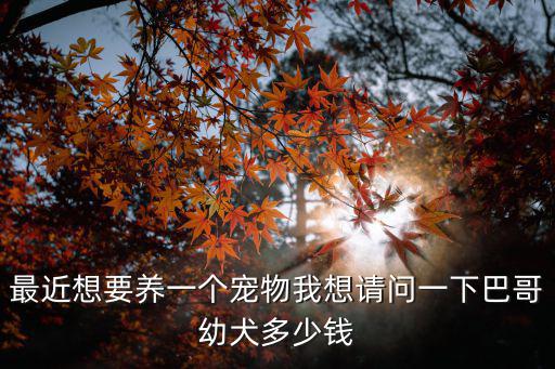 最近想要養(yǎng)一個(gè)寵物我想請(qǐng)問一下巴哥幼犬多少錢