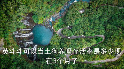 英斗能長多少厘米，英斗斗可以當土狗養嗎存活率是多少現在3個月了
