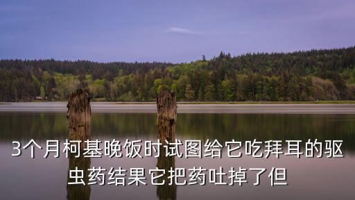 柯基多少天驅蟲，我家柯基到我手上的時候是兩個月剛拿到受涼生了一場病病好
