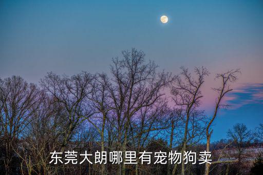 東莞大朗哪里有寵物狗賣