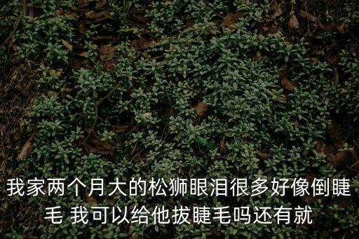 我家兩個(gè)月大的松獅眼淚很多好像倒睫毛 我可以給他拔睫毛嗎還有就