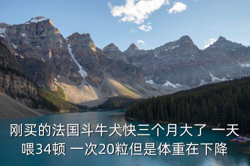 剛買的法國斗牛犬快三個(gè)月大了 一天喂34頓 一次20粒但是體重在下降