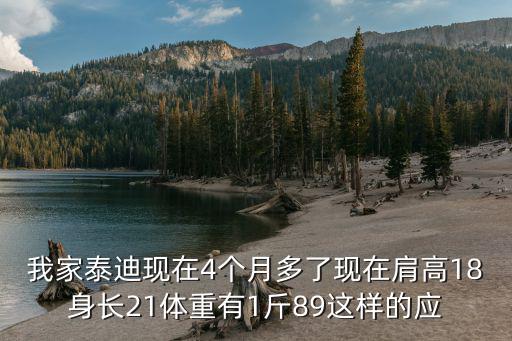 泰迪狗4個月正常體重多少正常嗎，泰迪四個月45斤成年能長多大屬于什么犬