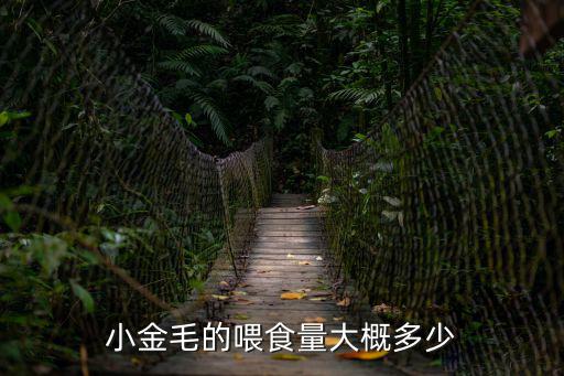 金毛要喂食多少，小金毛的喂食量大概多少