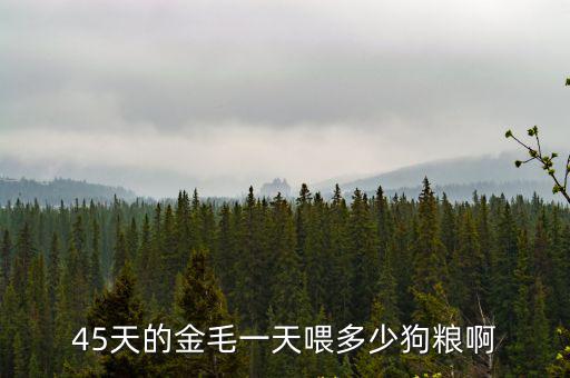 三個(gè)月金毛一天要吃多少狗糧，金毛一天吃多少狗糧
