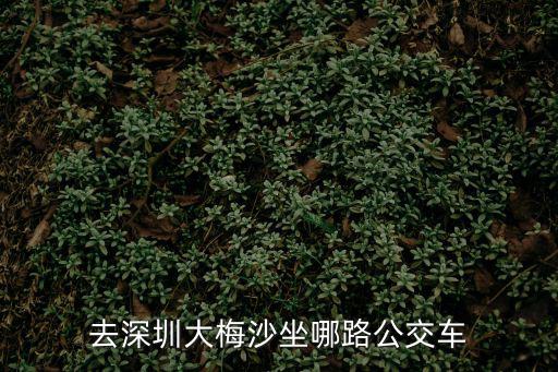 去深圳大梅沙坐哪路公交車