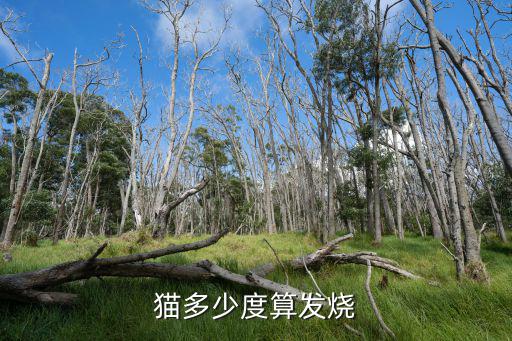貓發(fā)燒的溫度是多少合適，貓多少度算發(fā)燒