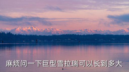 雪納瑞長大多少斤，麻煩問一下巨型雪拉瑞可以長到多大