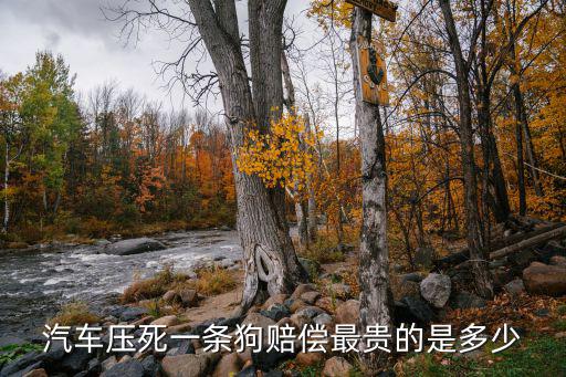 汽車壓死一條狗賠償最貴的是多少