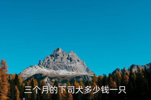 下司犬多少錢價格表，下司小狗多少錢一只