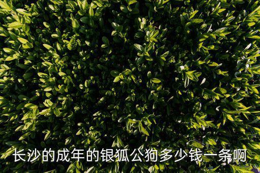 銀狐成年狗公值多少錢，銀狐狗能賣多少錢