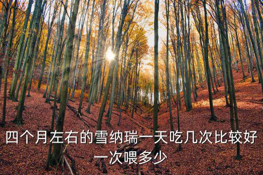 四個月左右的雪納瑞一天吃幾次比較好一次喂多少
