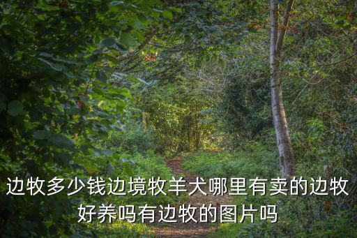 邊牧多少錢邊境牧羊犬哪里有賣的邊牧好養嗎有邊牧的圖片嗎