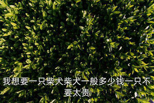日本一只柴犬多少錢，養(yǎng)一只柴犬需要花費(fèi)多少價(jià)格