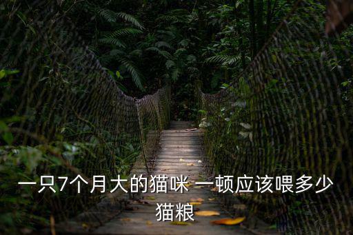 一只7個月大的貓咪 一頓應該喂多少貓糧