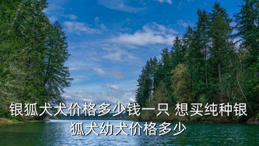 銀狐犬犬價(jià)格多少錢一只 想買純種銀狐犬幼犬價(jià)格多少