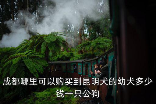 成都科基犬多少錢一只，成都貴賓犬的價格