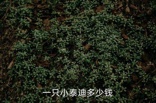 一只小泰迪多少錢(qián)
