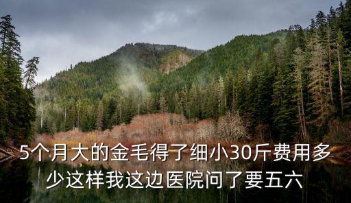 5個月大的金毛得了細小30斤費用多少這樣我這邊醫院問了要五六