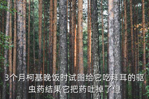 3個月柯基晚飯時試圖給它吃拜耳的驅蟲藥結果它把藥吐掉了但