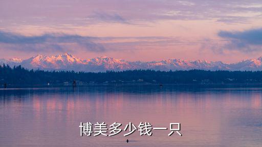 博美多少錢一只