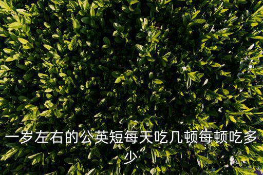一歲左右的公英短每天吃幾頓每頓吃多少