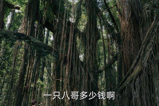 買個八哥多少錢一只，八哥價格