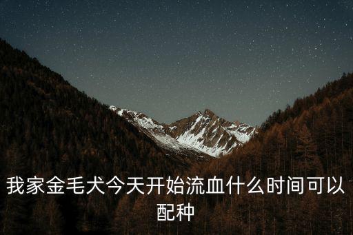 我家金毛犬今天開始流血什么時間可以配種