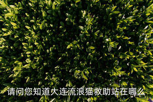 請問您知道大連流浪貓救助站在哪么