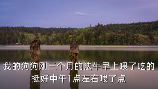 我的狗狗剛?cè)齻€(gè)月的法牛早上喂了吃的挺好中午1點(diǎn)左右喂了點(diǎn)