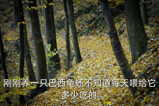 剛剛養一只巴西龜還不知道每天喂給它多少吃的