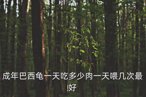 成年巴西龜一天吃多少肉一天喂幾次最好