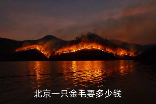 北京一只金毛要多少錢