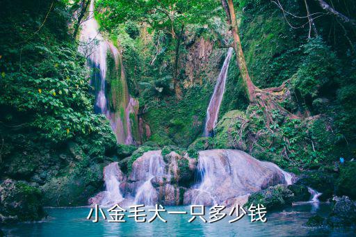 美國金毛狗多少錢一只，金毛狗市場價(jià)是多少啊