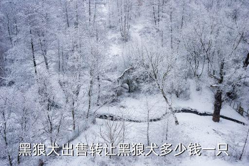 黑狼犬出售轉(zhuǎn)讓黑狼犬多少錢一只