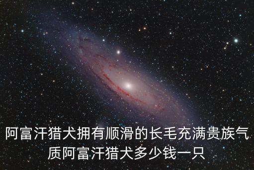 阿富汗獵犬擁有順滑的長(zhǎng)毛充滿貴族氣質(zhì)阿富汗獵犬多少錢一只