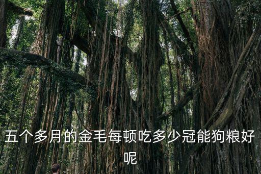6個月大的金毛能吃多少狗糧，6個月的金毛犬吃什么犬糧好
