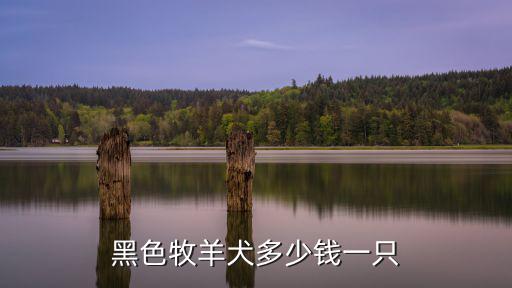 黑色牧羊犬多少錢一只