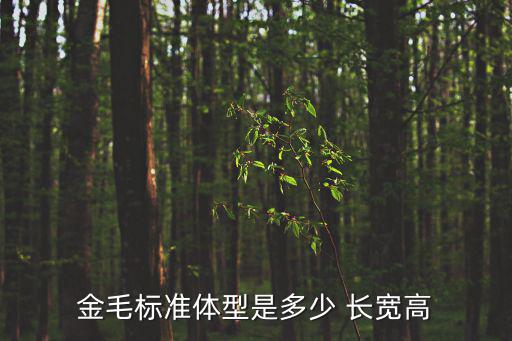 金毛標準體型是多少 長寬高