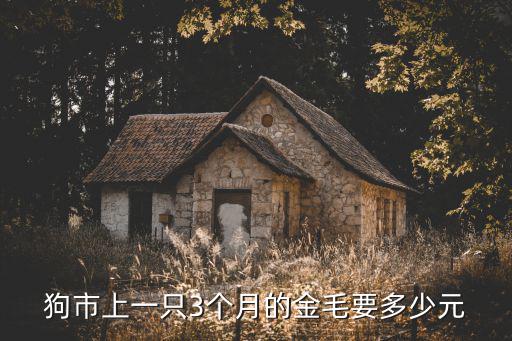 狗市上一只3個月的金毛要多少元