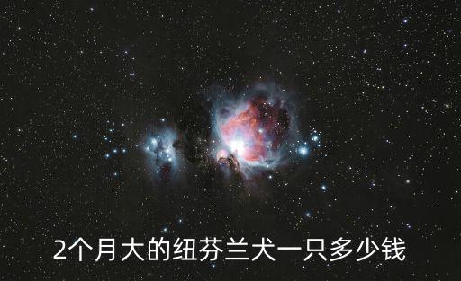 2個月大的紐芬蘭犬一只多少錢