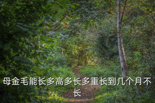 母金毛一般有多少斤，母金毛能長多高多長多重長到幾個月不長