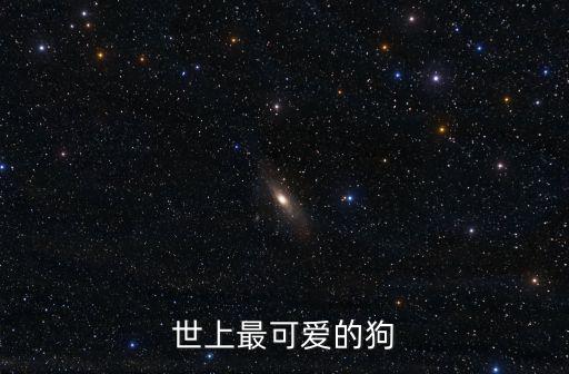 世上最可愛的狗