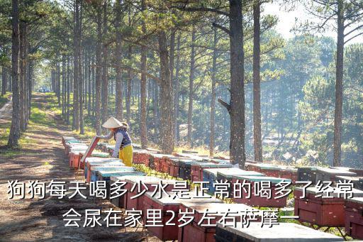 小狗每天喂多少水，狗一天能喝多少升水
